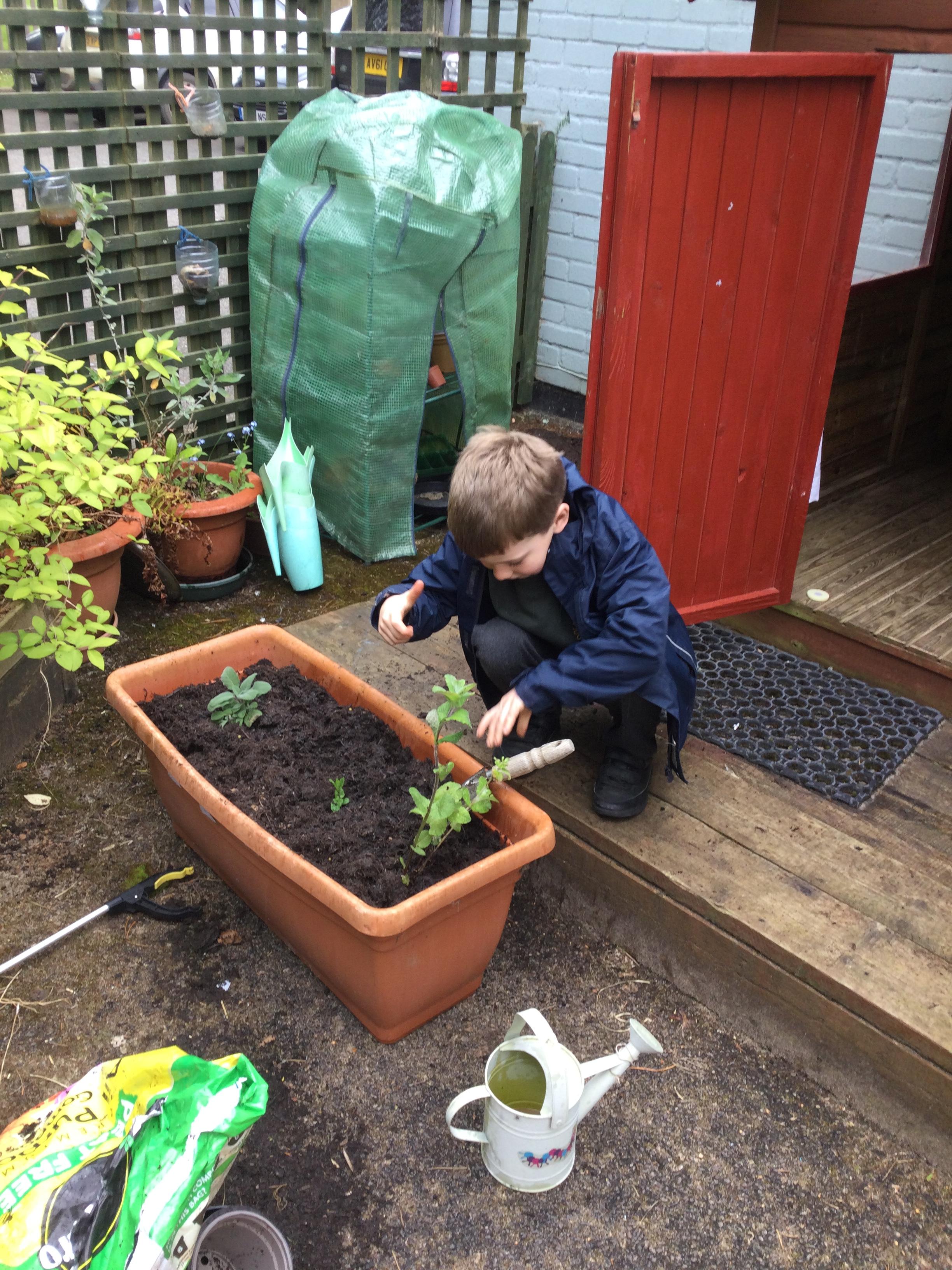 Planting Herbs