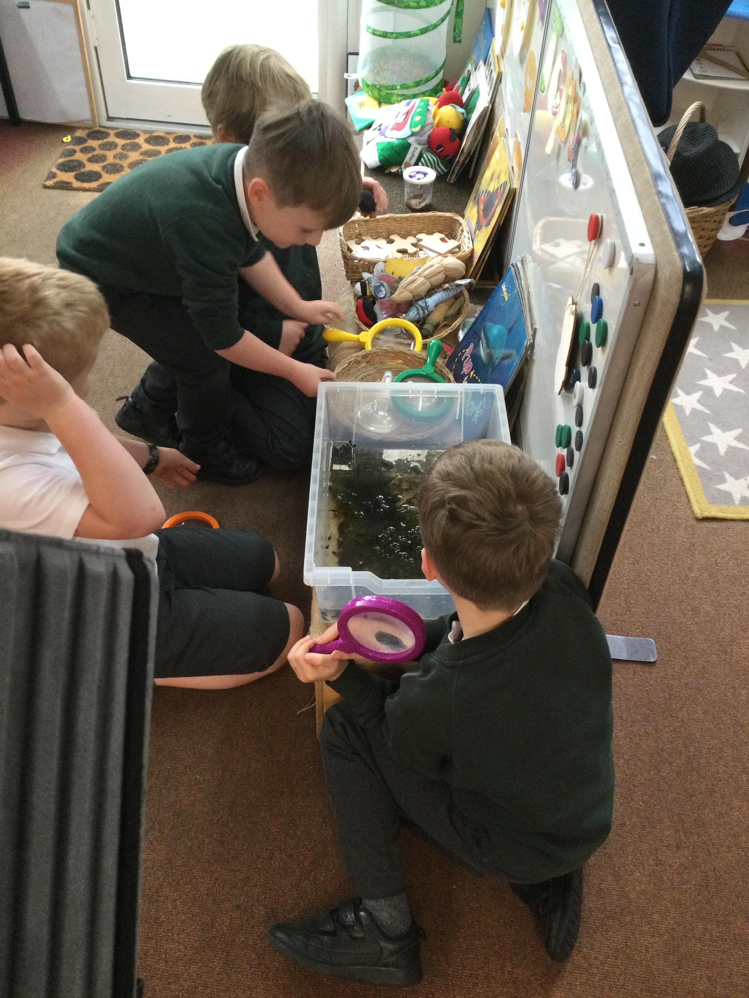 Tadpoles